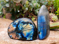Polished Labradorite Standing Free Forms x 6 From Tulear, Madagascar