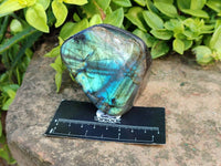 Polished Labradorite Standing Free Forms x 6 From Tulear, Madagascar
