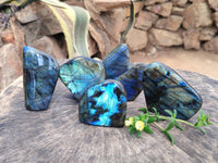 Polished Labradorite Standing Free Forms x 6 From Tulear, Madagascar