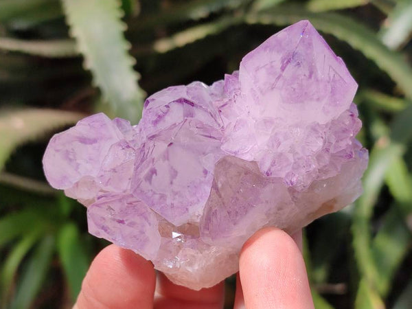 Natural Amethyst Spirit Quartz Clusters x 12 From Boekenhouthoek, South Africa