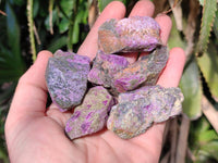 Natural Stichtite Cobbed Specimens x 70 From Barberton, South Africa