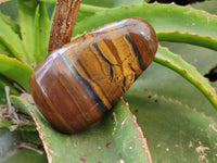 Polished Golden Tiger's Eye Free Forms x 6 From Prieska, South Africa