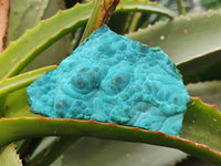 Natural Malachite Malacolla Botryoidal Chrysocolla Specimens x 6 From Kulukuluku, Congo