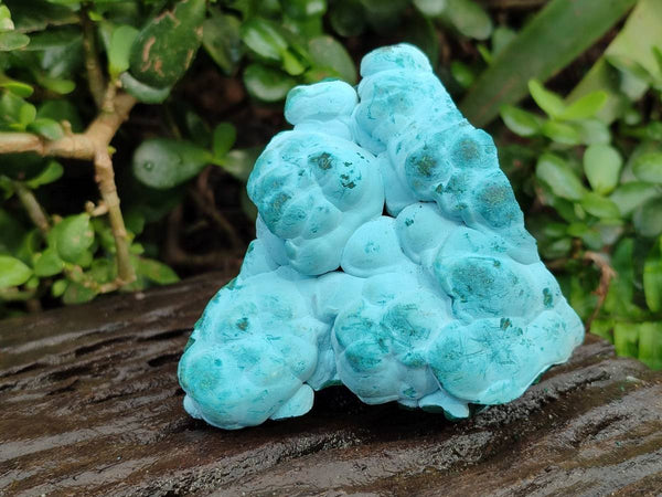 Natural Malachite Malacolla Botryoidal Chrysocolla Specimens x 6 From Kulukuluku, Congo