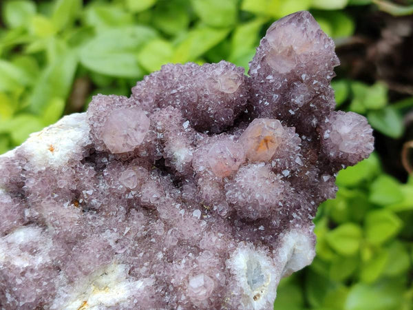 Natural Mixed Amethyst Spirit Quartz Clusters x 8 From Boekenhouthoek, South Africa