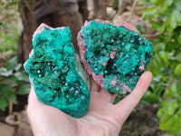 Natural Dioptase On Dolomite Specimens x 2 From Likasi, Congo