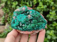 Natural Dioptase On Dolomite Specimens x 2 From Likasi, Congo