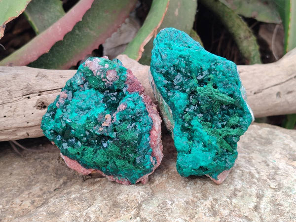 Natural Dioptase On Dolomite Specimens x 2 From Likasi, Congo