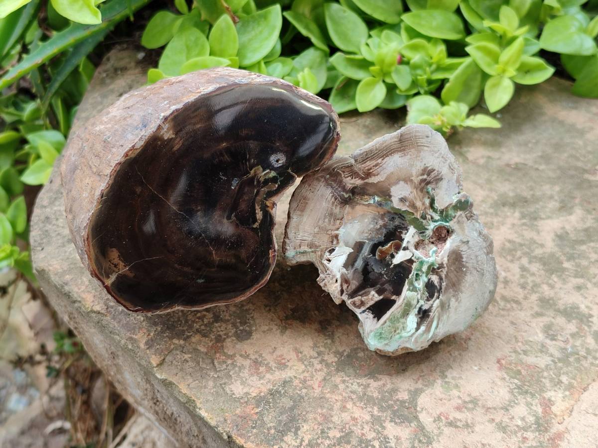 Polished On One Side Petrified Wood Branches x 2 From Gokwe, Zimbabwe - Toprock Gemstones and Minerals 