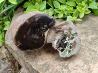 Polished On One Side Petrified Wood Branches x 2 From Gokwe, Zimbabwe