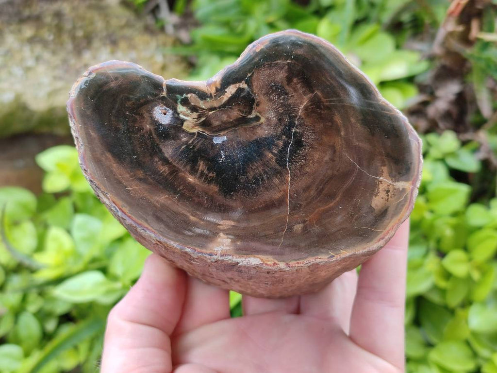 Polished On One Side Petrified Wood Branches x 2 From Gokwe, Zimbabwe - Toprock Gemstones and Minerals 