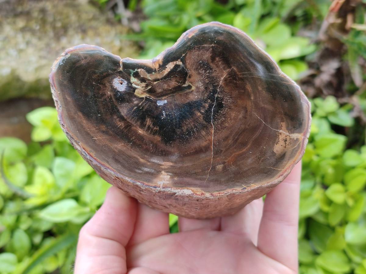 Polished On One Side Petrified Wood Branches x 2 From Gokwe, Zimbabwe - Toprock Gemstones and Minerals 