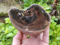Polished On One Side Petrified Wood Branches x 2 From Gokwe, Zimbabwe
