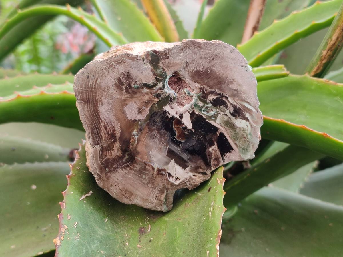 Polished On One Side Petrified Wood Branches x 2 From Gokwe, Zimbabwe - Toprock Gemstones and Minerals 