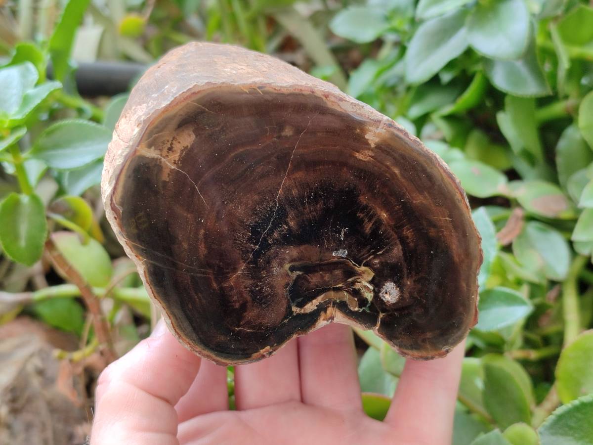Polished On One Side Petrified Wood Branches x 2 From Gokwe, Zimbabwe - Toprock Gemstones and Minerals 