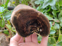 Polished On One Side Petrified Wood Branches x 2 From Gokwe, Zimbabwe