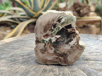 Polished On One Side Petrified Wood Branches x 2 From Gokwe, Zimbabwe