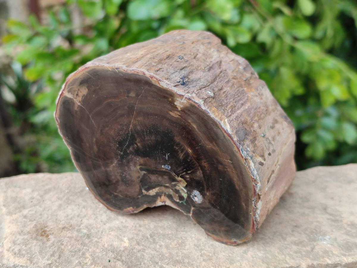 Polished On One Side Petrified Wood Branches x 2 From Gokwe, Zimbabwe - Toprock Gemstones and Minerals 