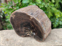 Polished On One Side Petrified Wood Branches x 2 From Gokwe, Zimbabwe