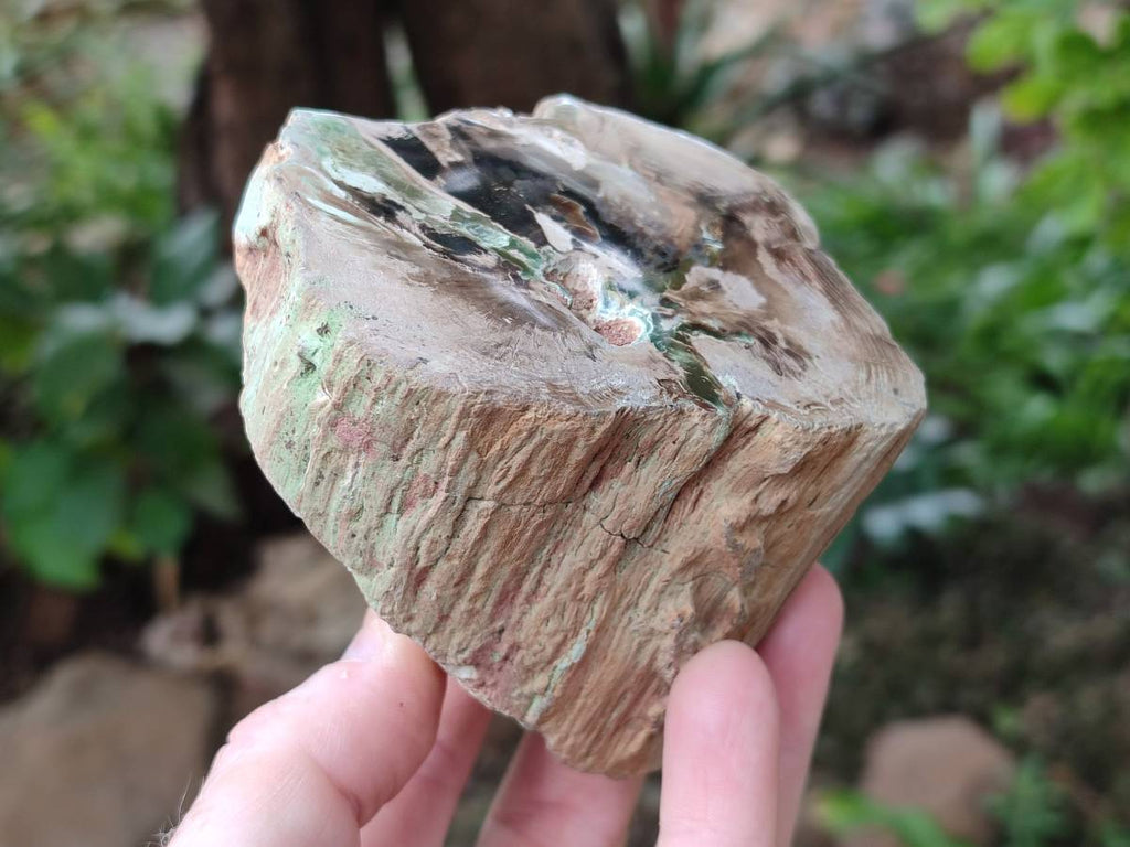 Polished On One Side Petrified Wood Branches x 2 From Gokwe, Zimbabwe - Toprock Gemstones and Minerals 