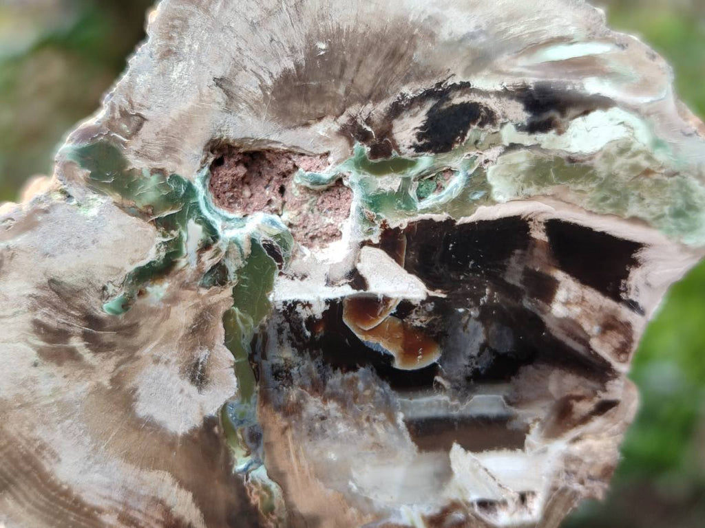 Polished On One Side Petrified Wood Branches x 2 From Gokwe, Zimbabwe - Toprock Gemstones and Minerals 