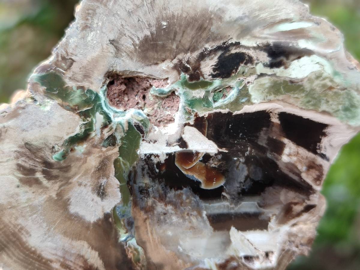 Polished On One Side Petrified Wood Branches x 2 From Gokwe, Zimbabwe - Toprock Gemstones and Minerals 