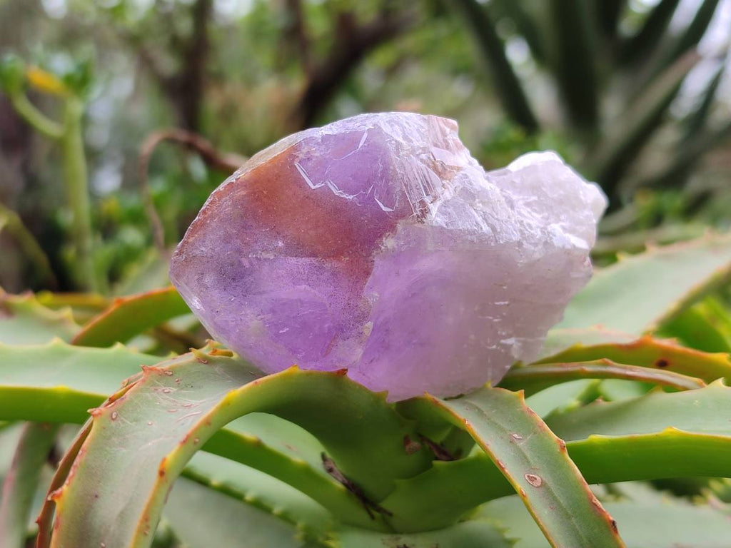 Natural Jacaranda Amethyst Quartz Crystals x 12 From Mumbwa, Zambia - Toprock Gemstones and Minerals 