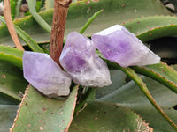 Natural Jacaranda Amethyst Quartz Crystals x 12 From Mumbwa, Zambia