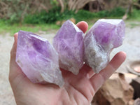 Natural Jacaranda Amethyst Quartz Crystals x 12 From Mumbwa, Zambia