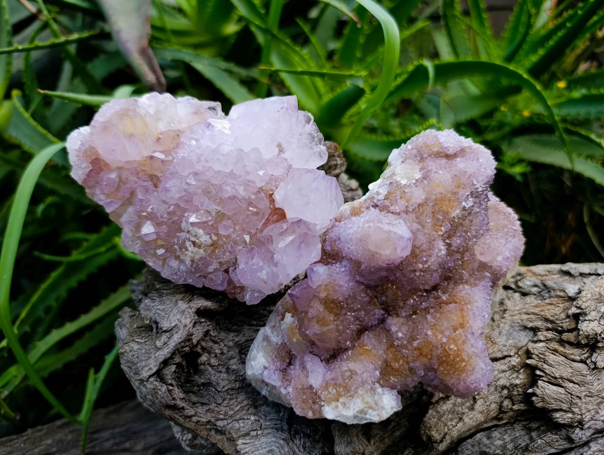Natural Amethyst Spirit Quartz Clusters x 3 From Boekenhouthoek, South Africa - Toprock Gemstones and Minerals 