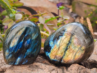 Polished Labradorite Standing Free Forms x 6 From Tulear, Madagascar