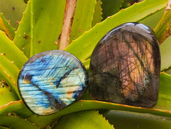 Polished Labradorite Standing Free Forms x 6 From Tulear, Madagascar