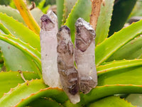 Natural Window Amethyst Crystals x 12 From Chiredzi, Zimbabwe