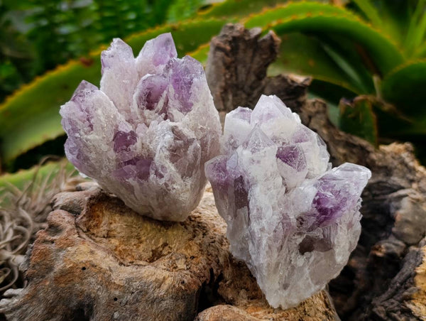 Natural Sugar Amethyst Clusters x 6 From Zambia