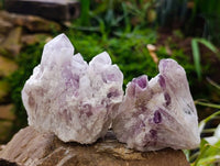 Natural Sugar Amethyst Clusters x 6 From Zambia