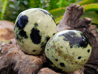 Polished Leopard Stone Palm Stones x 6 From Zimbabwe