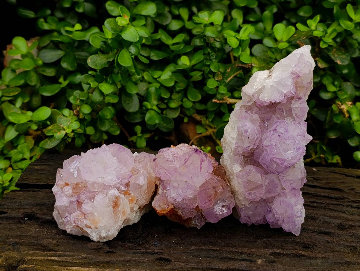 Natural Sunburst Spirit Amethyst Quartz Clusters x 3 From Boekenhouthoek, South Africa - Toprock Gemstones and Minerals 