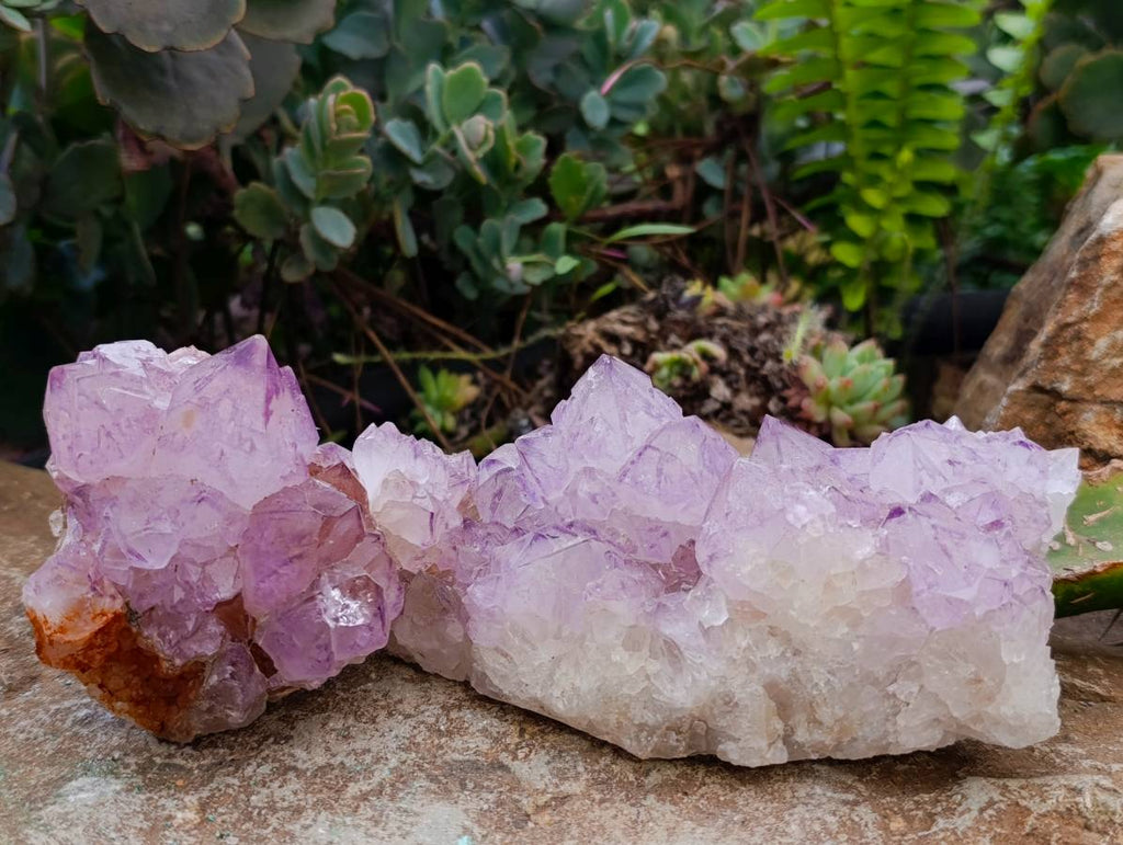 Natural Sunburst Spirit Amethyst Quartz Clusters x 3 From Boekenhouthoek, South Africa - Toprock Gemstones and Minerals 