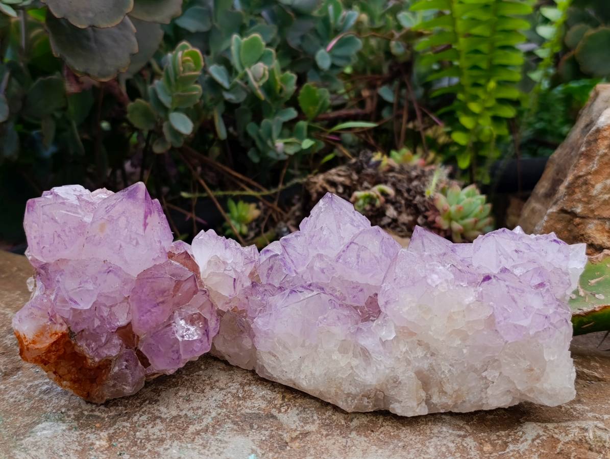 Natural Sunburst Spirit Amethyst Quartz Clusters x 3 From Boekenhouthoek, South Africa - Toprock Gemstones and Minerals 