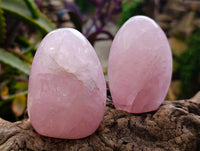 Polished Rose Quartz Standing Free Forms x 6 From Madagascar