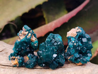 Natural Dioptase On Dolomite Specimens x 20 From Likasi, Congo
