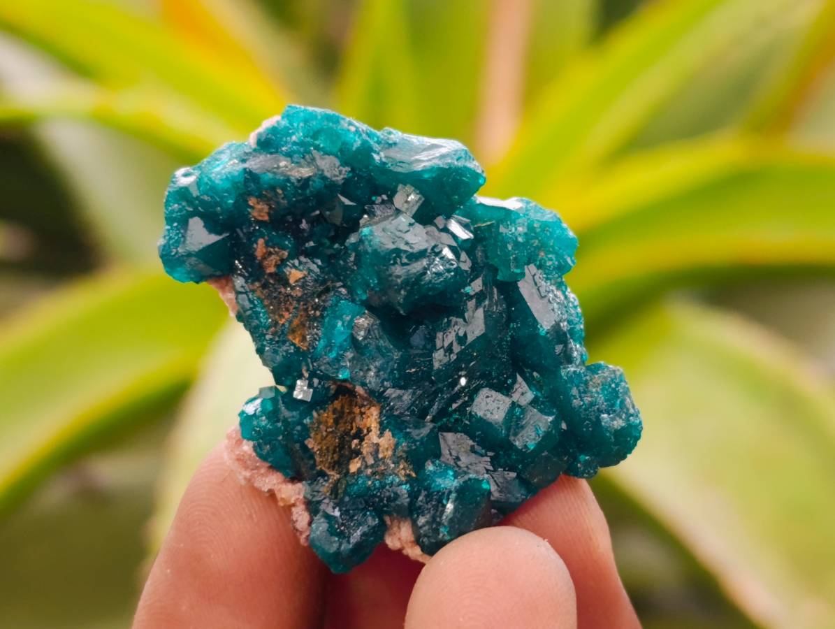 Natural Dioptase On Dolomite Specimens x 20 From Likasi, Congo - Toprock Gemstones and Minerals 