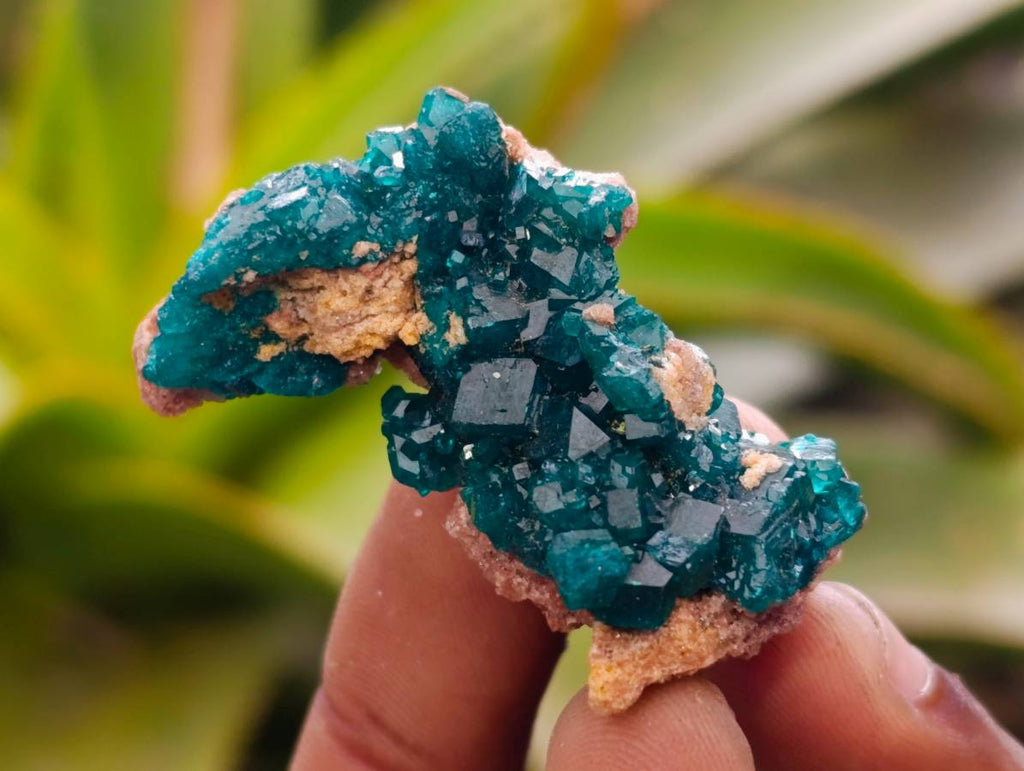 Natural Dioptase On Dolomite Specimens x 20 From Likasi, Congo - Toprock Gemstones and Minerals 
