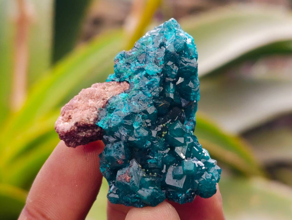 Natural Dioptase On Dolomite Specimens x 20 From Likasi, Congo - Toprock Gemstones and Minerals 