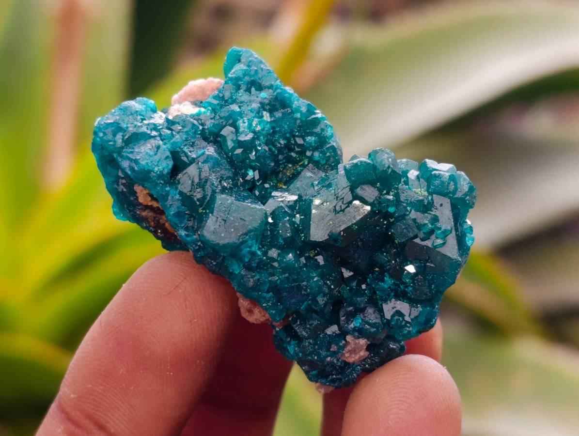 Natural Dioptase On Dolomite Specimens x 20 From Likasi, Congo - Toprock Gemstones and Minerals 