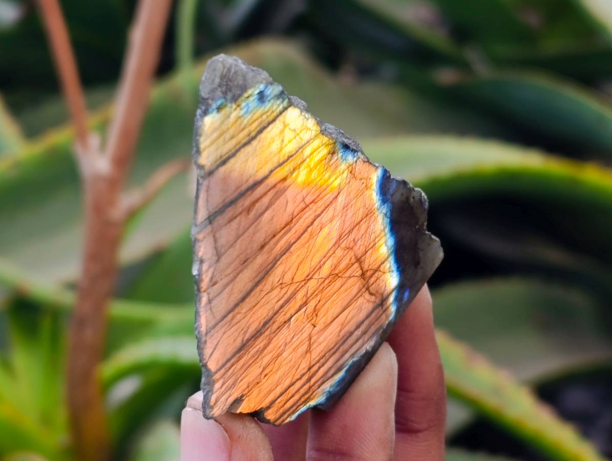 Polished On One Side Labradorite x 26 From Tulear, Madagascar - Toprock Gemstones and Minerals 