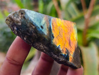 Polished On One Side Labradorite x 26 From Tulear, Madagascar