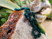 Natural Ball Malachite and Drusy Quartz On Dolomite Matrix Specimen x 1 From Mindingi Mine, Kambove, Congo