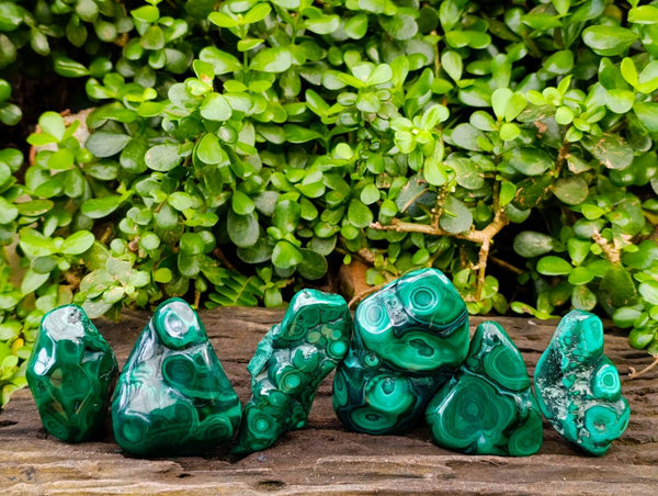 Polished Flower Banded Malachite Free Forms x 6 From Congo