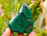 Polished Flower Banded Malachite Free Forms x 6 From Congo